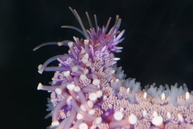 The Colorful Life of a Purple Sea Anemone