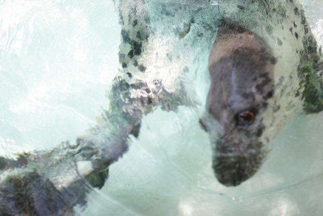 Seal Taking a Dip
