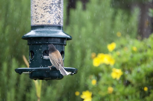 Bird Feeding in the Rain at Garden Feeder