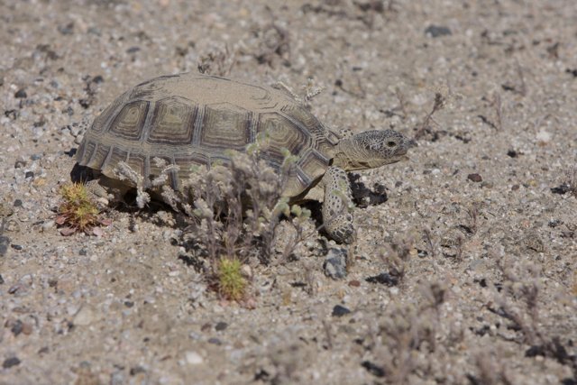Desert Turtle Trek