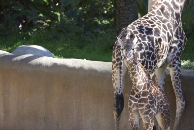 Mother Giraffe and Baby Giraffe in the Zoo