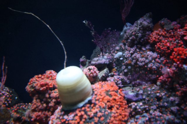 Illuminated Jellyfish Floating Among Vibrant Coral Reef