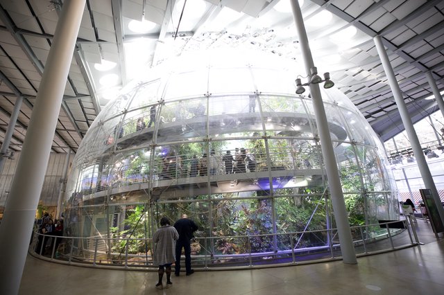 Transparent Spherical Rainforest Ecosystem Installation in Modern Museum