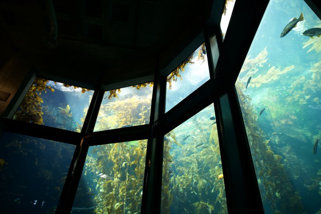 Looking into the Ocean Depths from Monterey Bay
