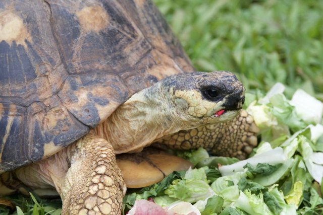 Midday Munch: A Tortoise's Lunch at Honolulu Zoo