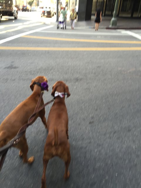Two Canine Companions on the City Streets