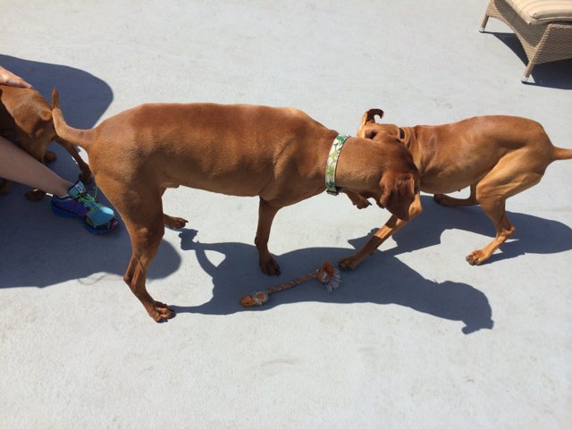 Canine Playtime on Concrete