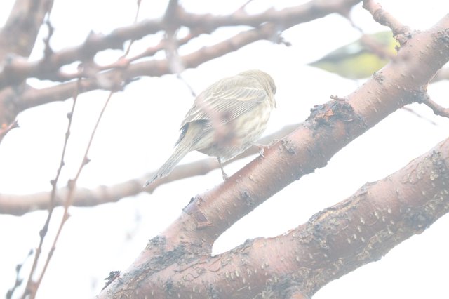 Small Songbird Perched on Winter Branch