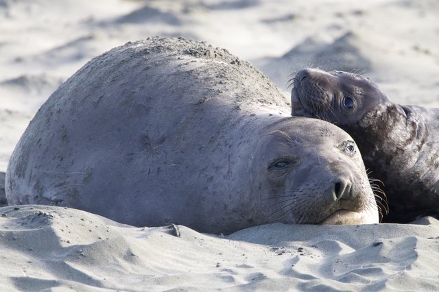 Northern Elephant Seal Mother and Pup on Beach