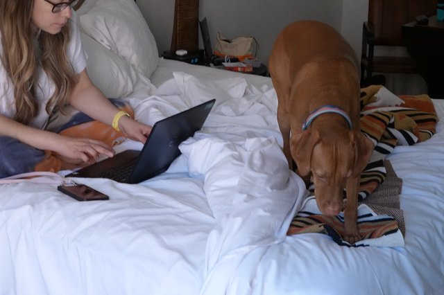 Woman Working on Laptop with Dog Companion