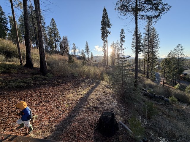 Child Explores Sun-Dappled Pine Forest at Golden Hour