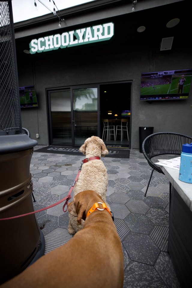 Two Dogs at Dog-Friendly Sports Bar Patio