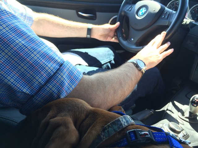 Man and Dog on a Drive