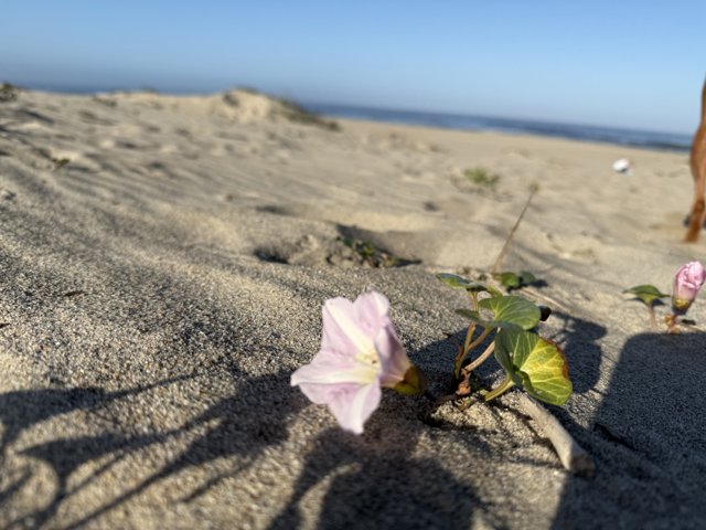 Serenity in Bloom