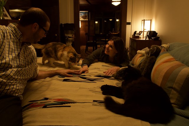 Cozy Evening with Cats on the Bed