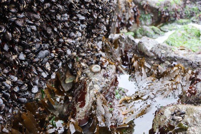 Mussel-Covered Rocks at Low Tide Pools