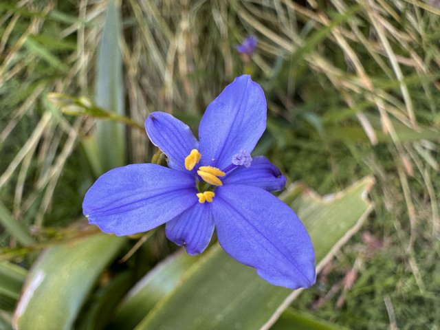 Vivid Spring Iris in Bloom