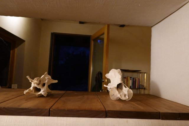 Wooden Shelf with Seashell and Animal Decor