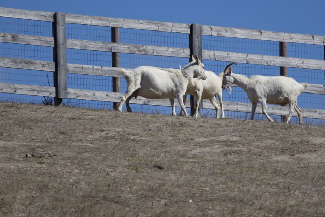 Tranquility on the Ranch