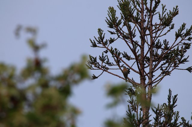 Small Bird Perched on Cedar Branch at Dusk