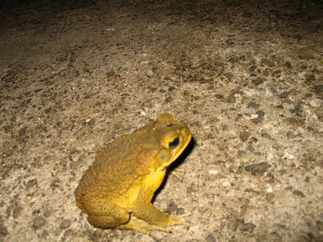 Sun-Kissed Toad