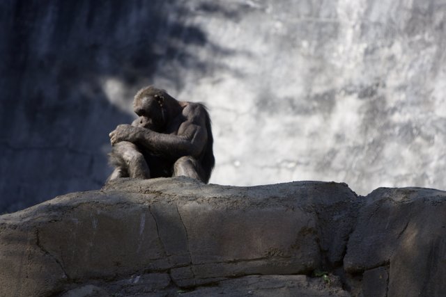 Chimpanzee Relaxing on a Rock