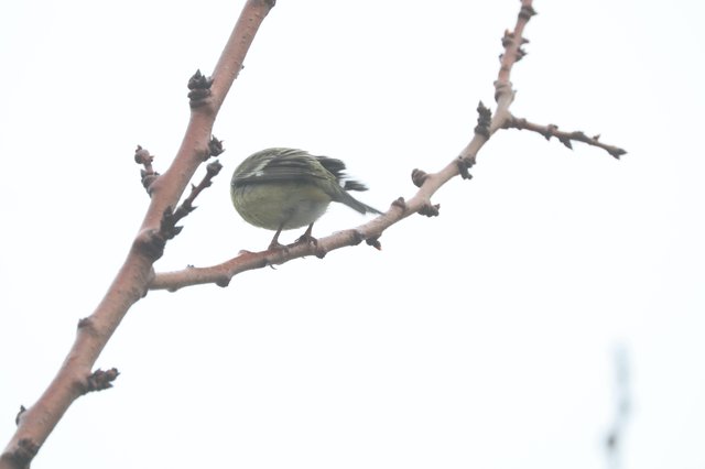 Small Bird Perched on Bare Winter Branch