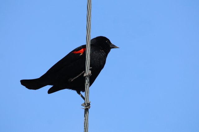Red-winged Blackbird Perched on Wire Against Clear Sky