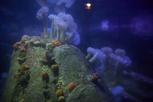 Surreal Submerged Scenery at Monterey Bay Aquarium