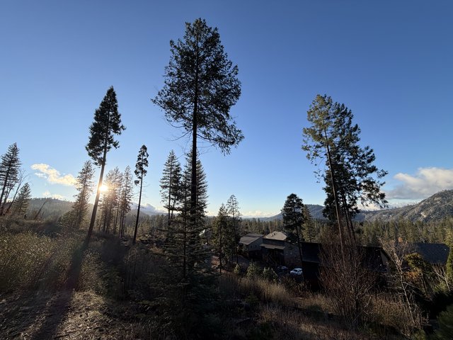 Golden Hour Sun Rays Through Sierra Nevada Pines