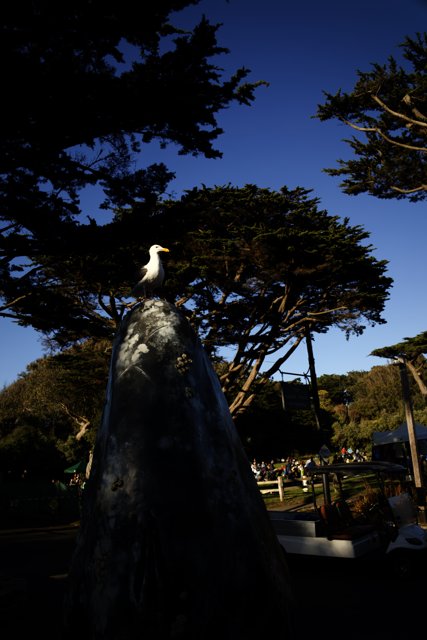 Artistic Harmony in Delores Park: Weddings, Wildlife, and Whimsical Wonders