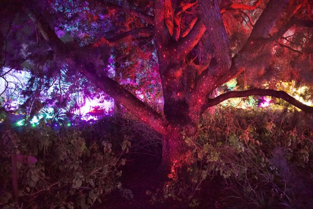 Enchanted Luminescence