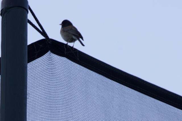 Perched on the Edge