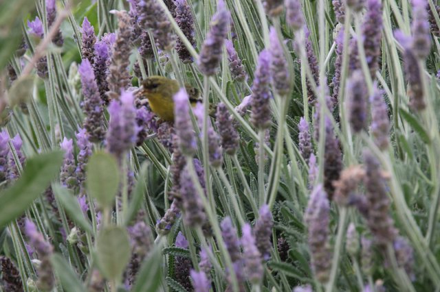Bumblebee Foraging Among Purple Lavender Blooms