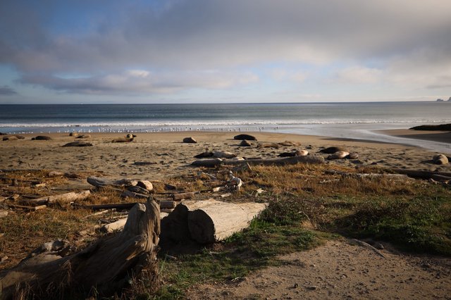 Elephant Seals Resting on Drakes Beach at Dusk
