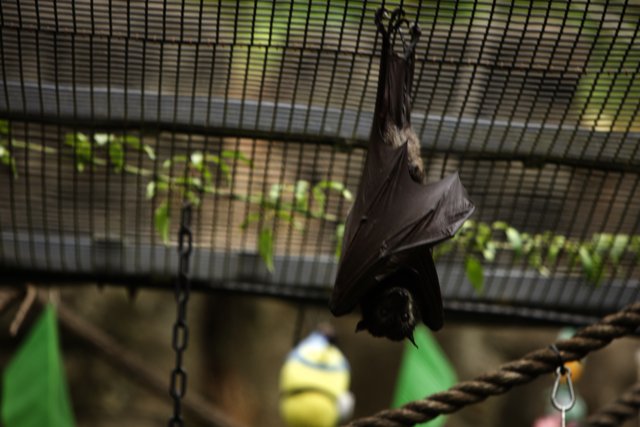 The Upside-Down Bat