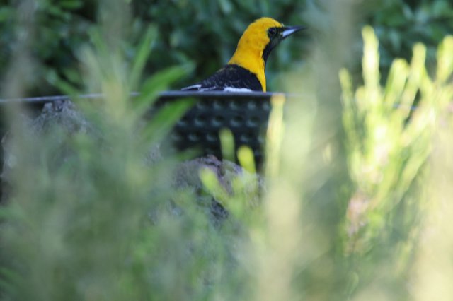 Yellow-Headed Bird Camouflaged in Verdant Foliage