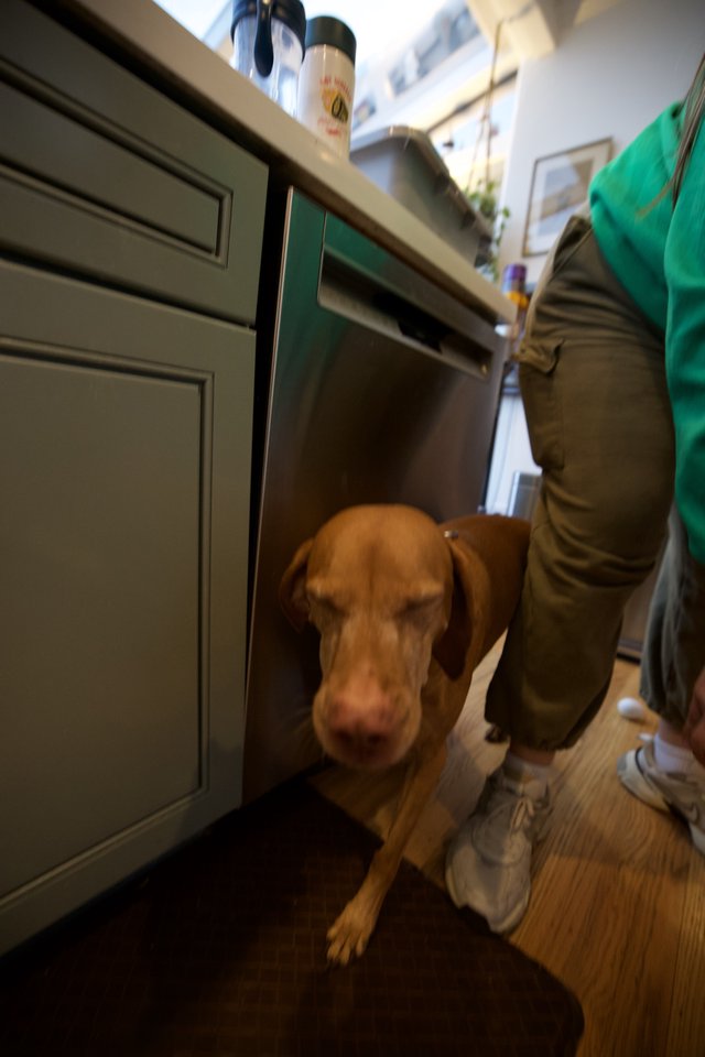 Curious Brown Dog in Modern Kitchen