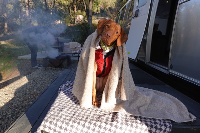 Dog Wrapped in Blanket at Campsite