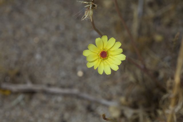 Lone Daisy in the Desert