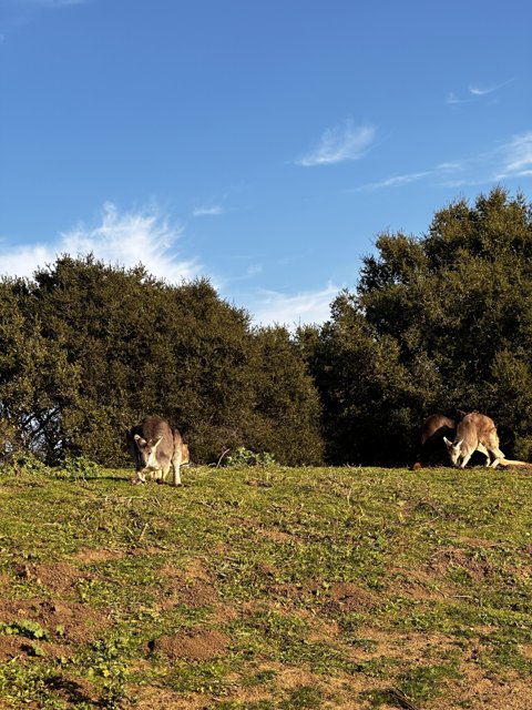 Grazing Kangaroos in a Sunny Field