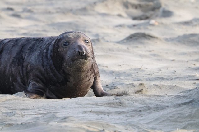 Young Elephant Seal Pup Resting on Sandy Beach