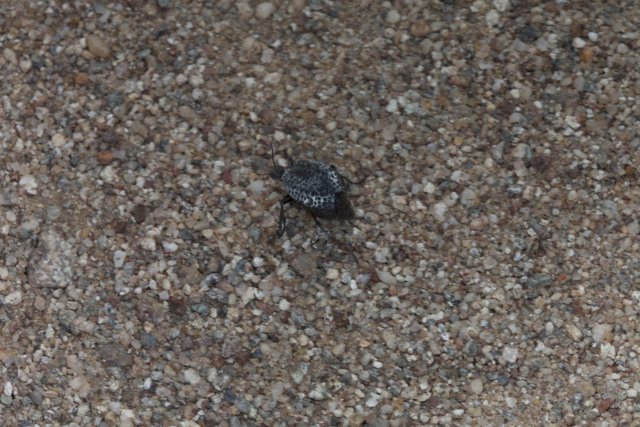 Lone Insect among the Gravel