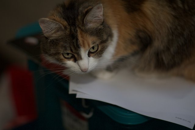 Paper Purrfect Feline
