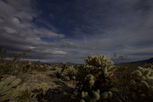 Majestic Cactus in a Cloudy Desert Sky