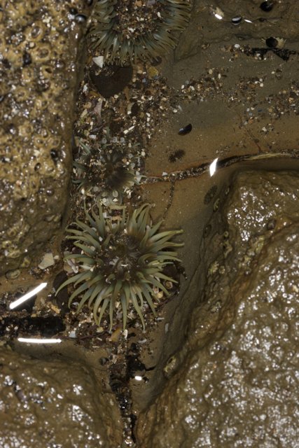 Sea Urchin on a Rocky Throne