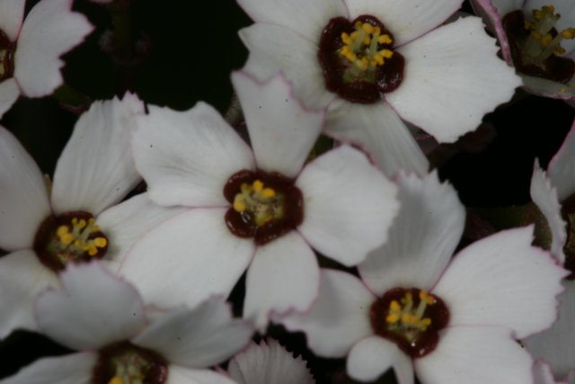 Blooming White Flowers with Brown Centers