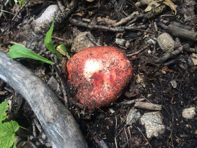 Red Amanita Mushroom in Santa Fe