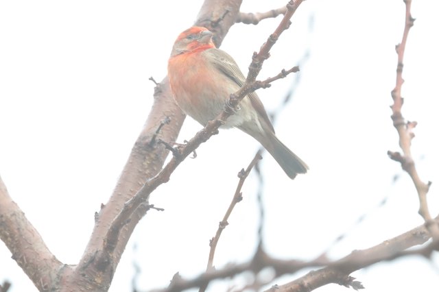 Pink House Finch Perched on Winter Branch