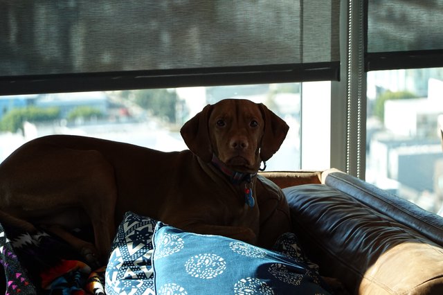 Brown Dog Relaxing on Living Room Couch